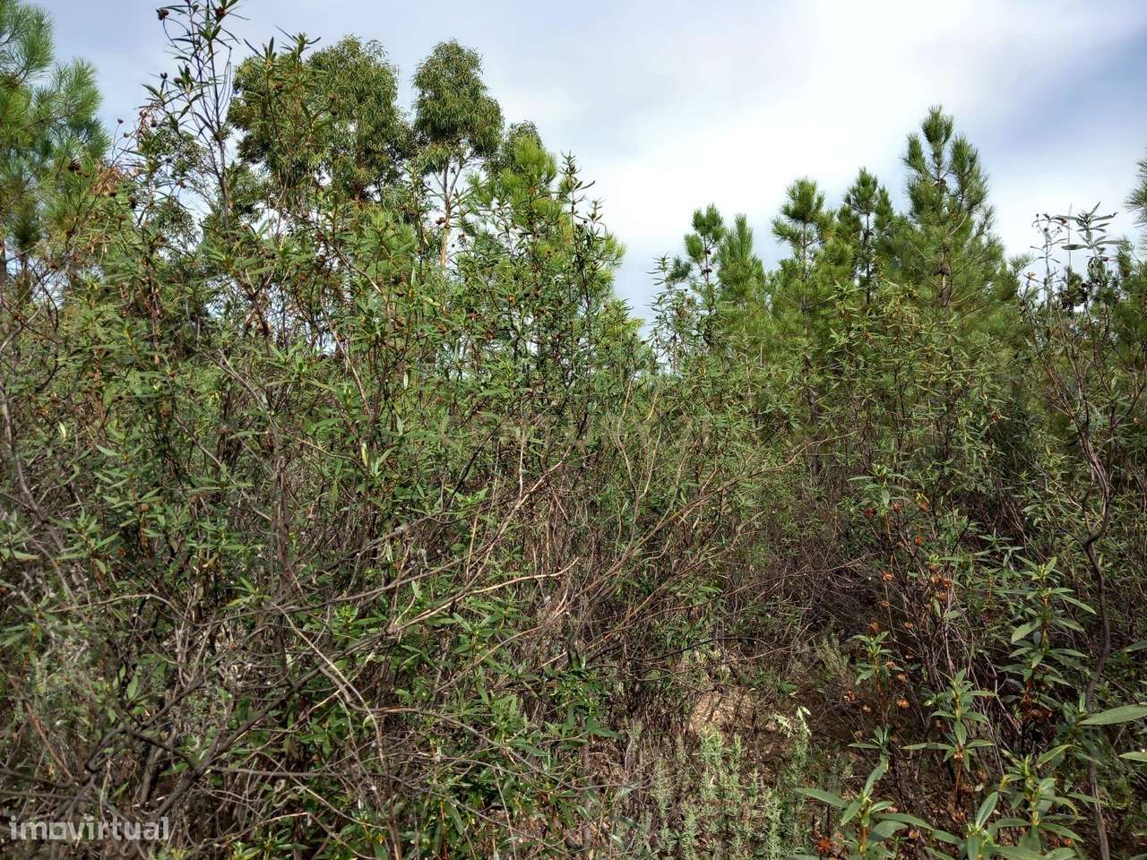 Terreno com 1,3 ha Vale da Pereira-Santo André das Tojeiras - Grande imagem: 2/9