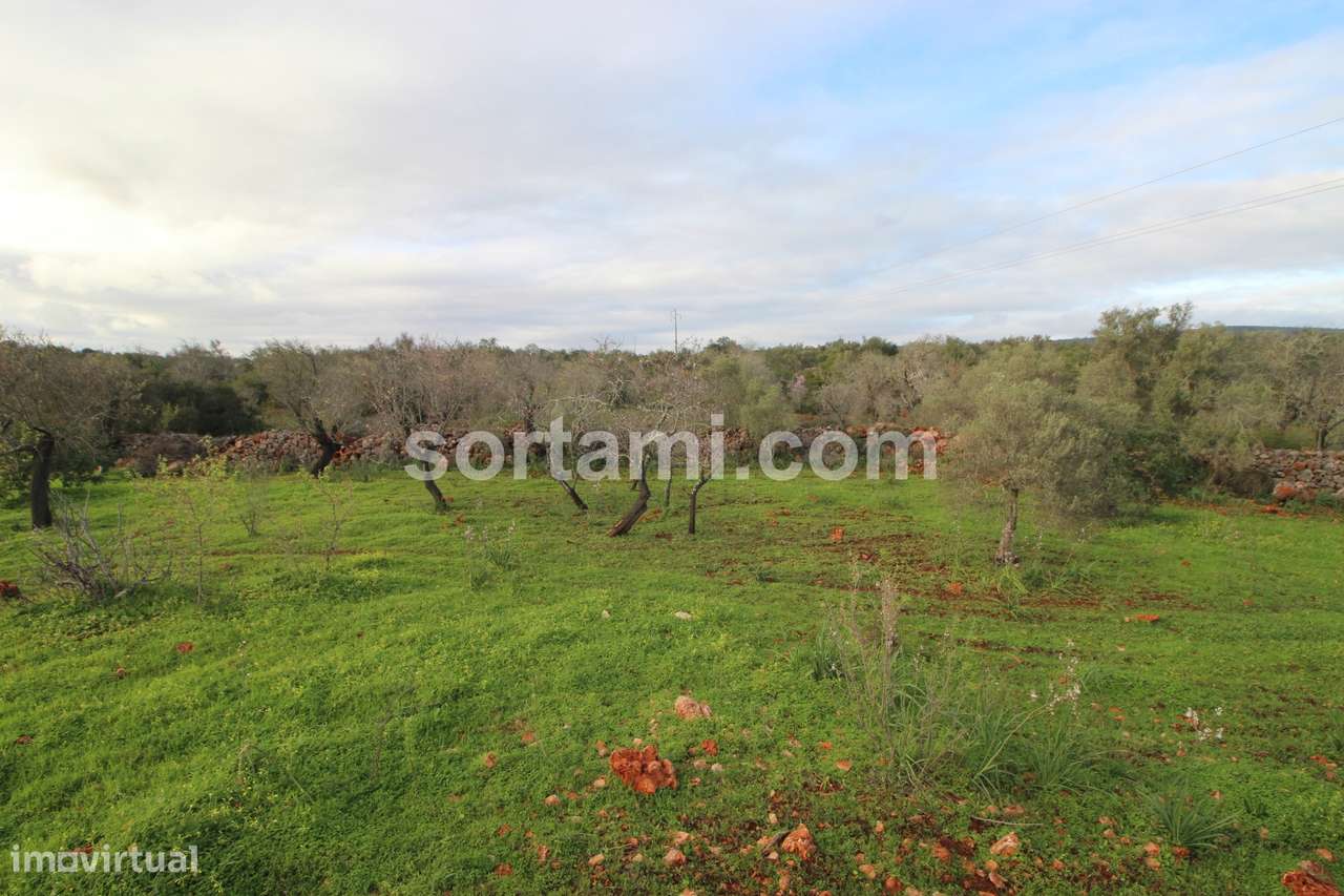 Terreno Rústico  Venda em São Bartolomeu de Messines,Silves - Grande imagem: 4/4