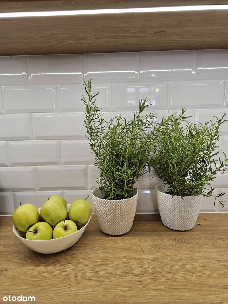 Mieszkanie w kamienicy, 56m2, Centrum Bielska-Białej-10