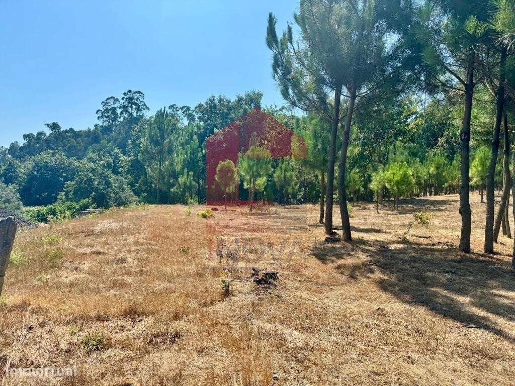 Terreno florestal, Nevogilde - Grande imagem: 5/30