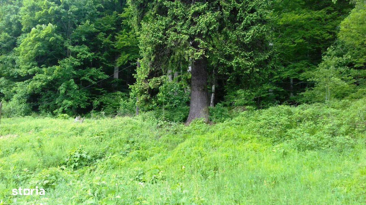 Teren Busteni, 3.999 mp, deschidere DN 1 aprox. 113 m, comision 0% - Imagine principală: 5/7