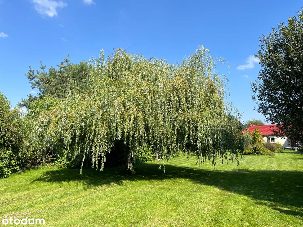 Działka zabudowana domem z pięknym ogrodem w Dąbrowie-3