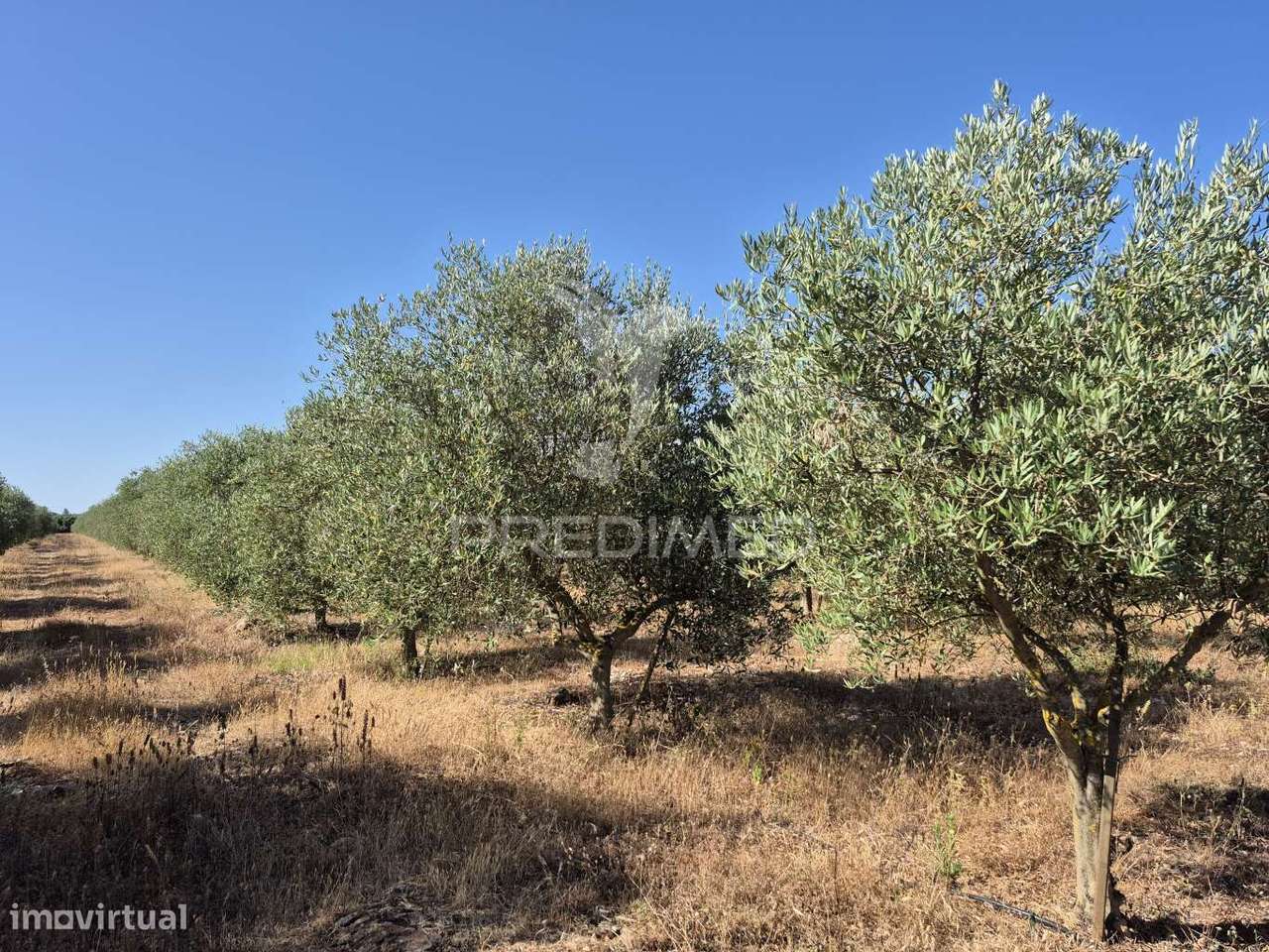 Olival intensivo - Grande imagem: 2/14