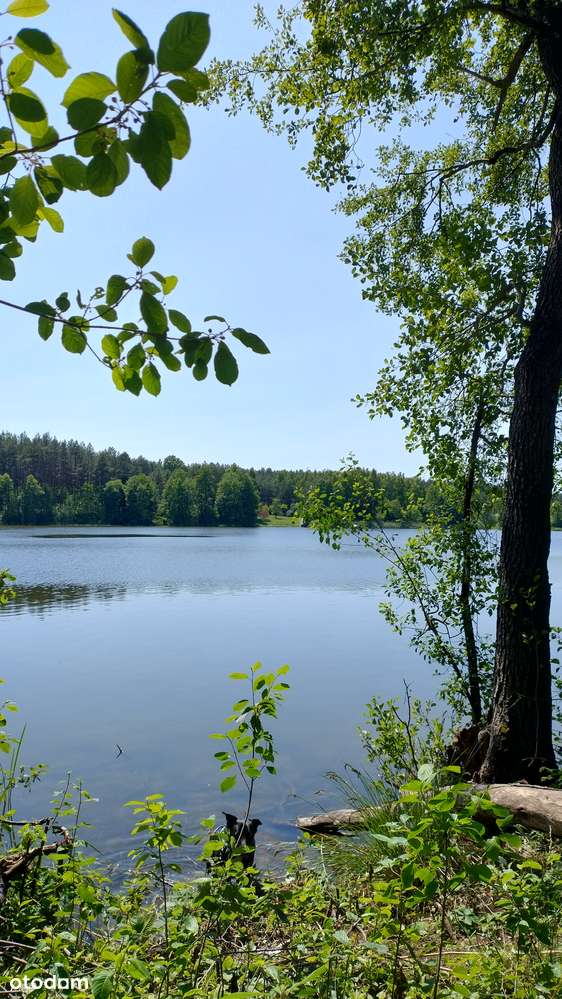 Działka rekreacyjno-budowlana przy jeziorze - Pełny obrazek: 4/9