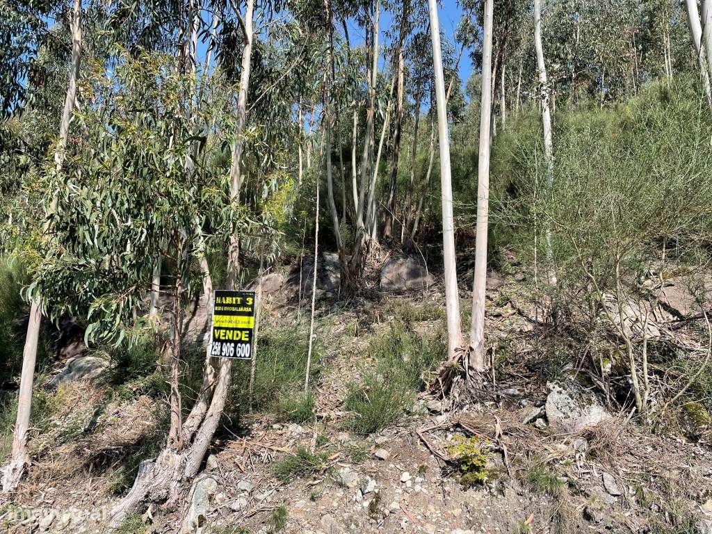 Terreno (monte) em Moreira do Lima - Grande imagem: 3/3