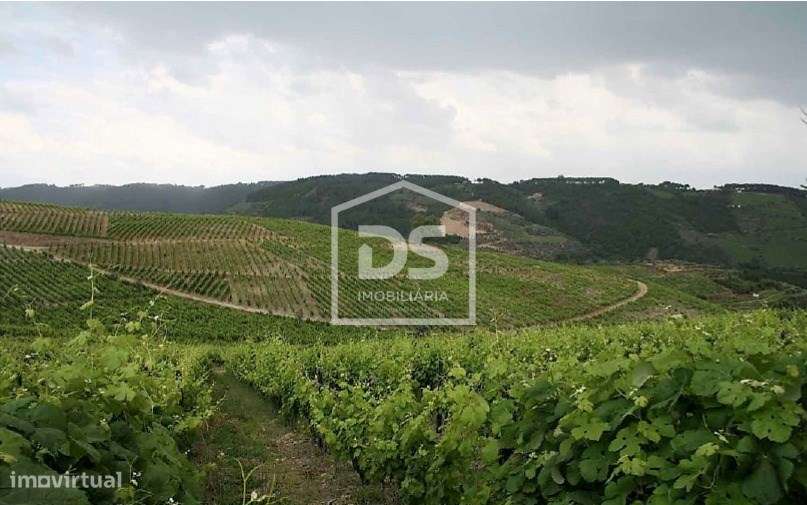 Douro Vinhateiro, Quinta Turística-5
