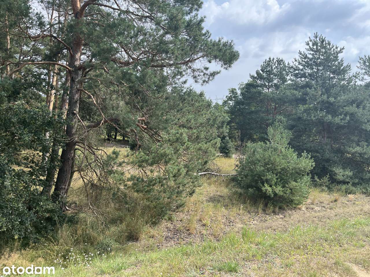 Syndyk sprzeda udział 1/2 w prawie własności działki nad Wartą - Pełny obrazek: 5/8