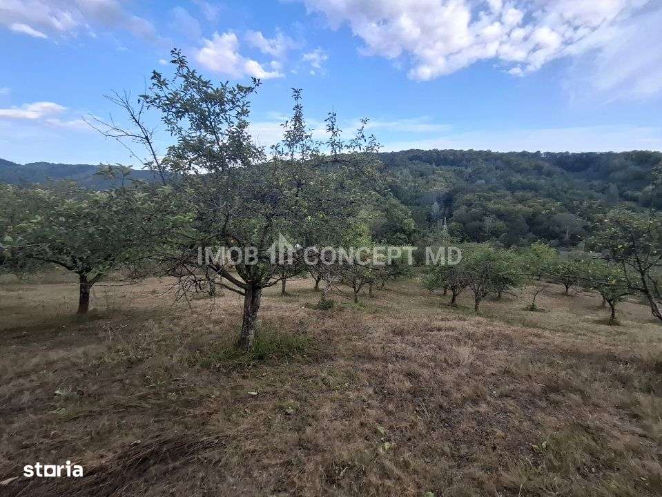 Teren spectaculos cu padure, livada si priveliste panoramica in Soimar-13