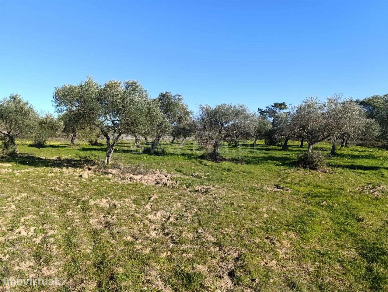 Terreno / Fundão, Vale de Prazeres e Mata da Rainha - Grande imagem: 5/13