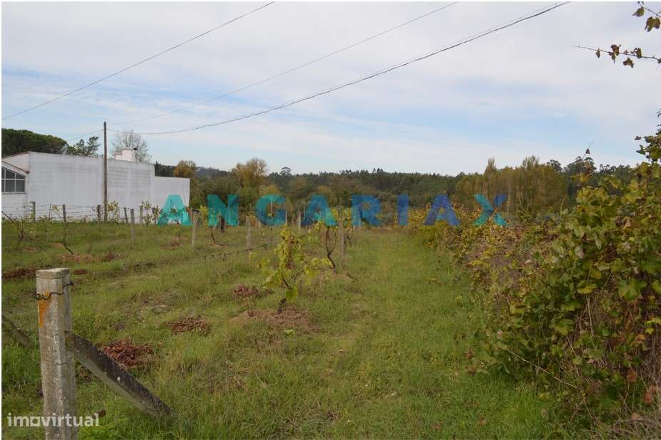 ANG351 - Terreno Rústico para Venda em Soure - Grande imagem: 4/16