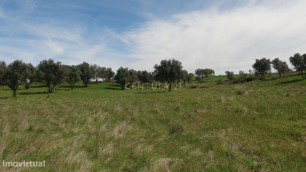 Terreno 15.500m2 em Vila Nova de Baronia, Alvito, Beja - Grande imagem: 5/36