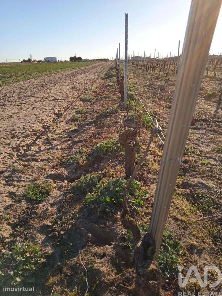 Terreno Agrícola em Benfica do Ribatejo - Grande imagem: 5/12