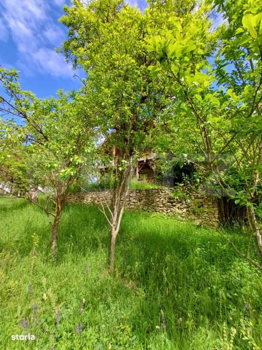 Casa 3 camere si teren 4873 mp  in Pietroasa, Moldoveneşti - Imagine principală: 2/19