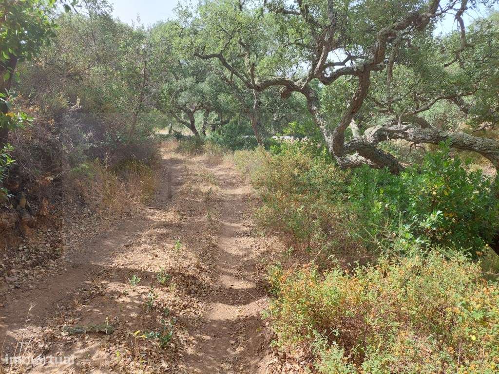 Terreno entre Grandola e Melídes com boas perspectivas de valorização. - Grande imagem: 5/10