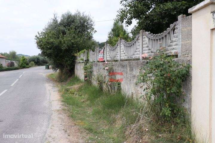 Terreno com oliveiras - Grande imagem: 5/12