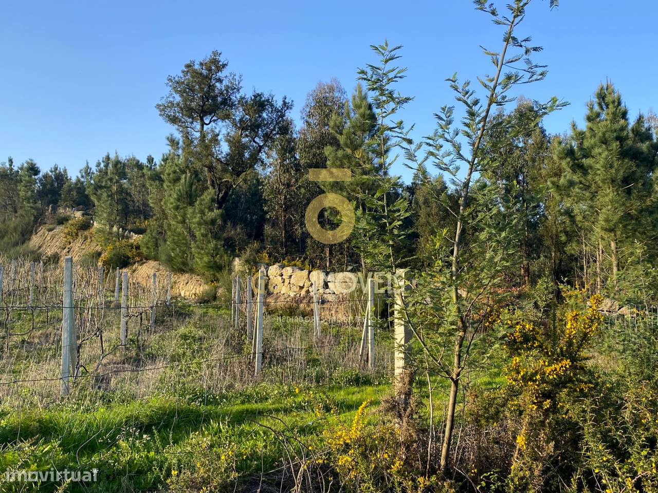 Terreno Rústico - Grande imagem: 5/8