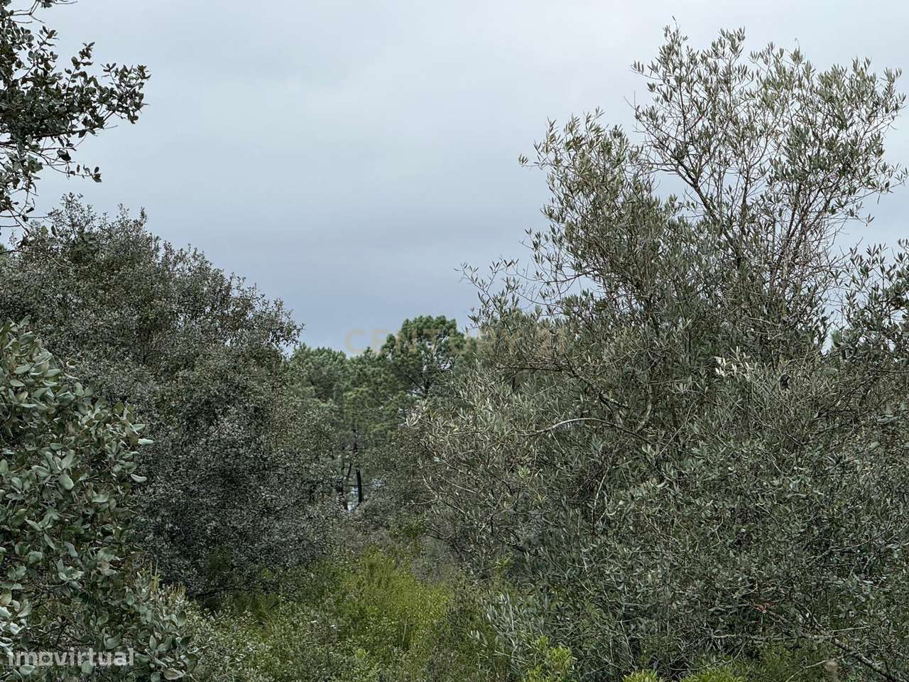 Terreno Rústico à Venda 23.000€ – Pernes, Malhou, Louriceira e Espinhe - Grande imagem: 5/17