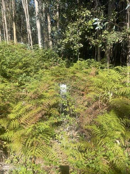 Terreno eucalipal vale de s.cosme - Grande imagem: 5/8