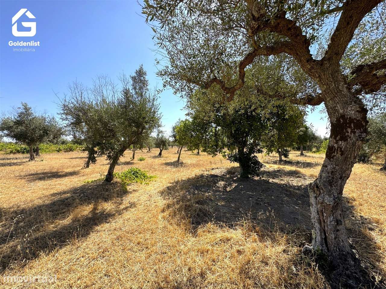 Quinta  Venda em Lardosa,Castelo Branco-40