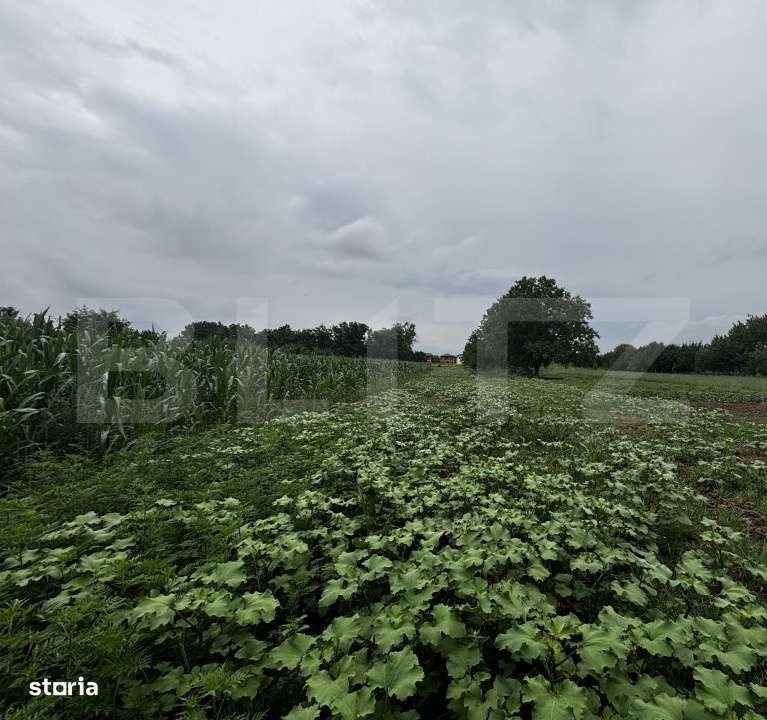 Teren 22ari in Martinesti - Imagine principală: 2/3