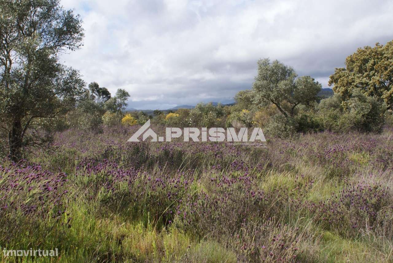 Execelente terreno para Venda em Monfortinho - Grande imagem: 4/23