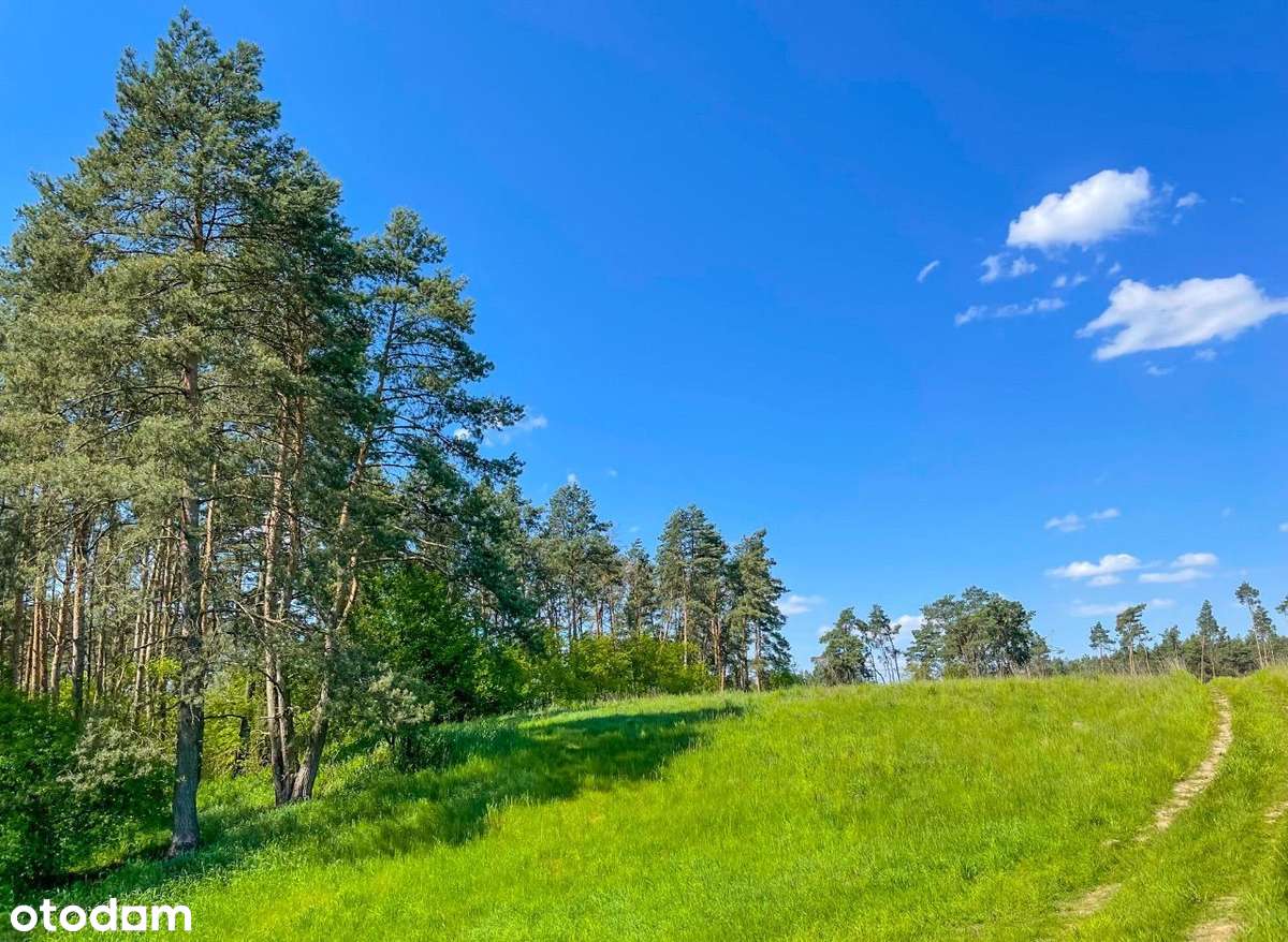 Działka leśna z kawałkiem polany !! BABKI 21001m2 - Pełny obrazek: 4/5