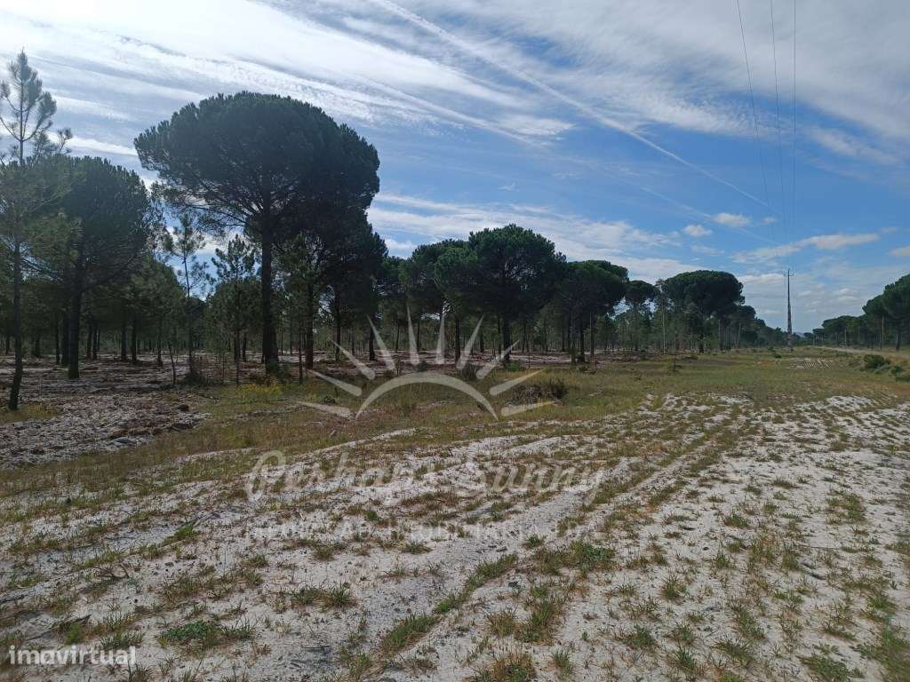 Herdade Bicas - Comporta-12