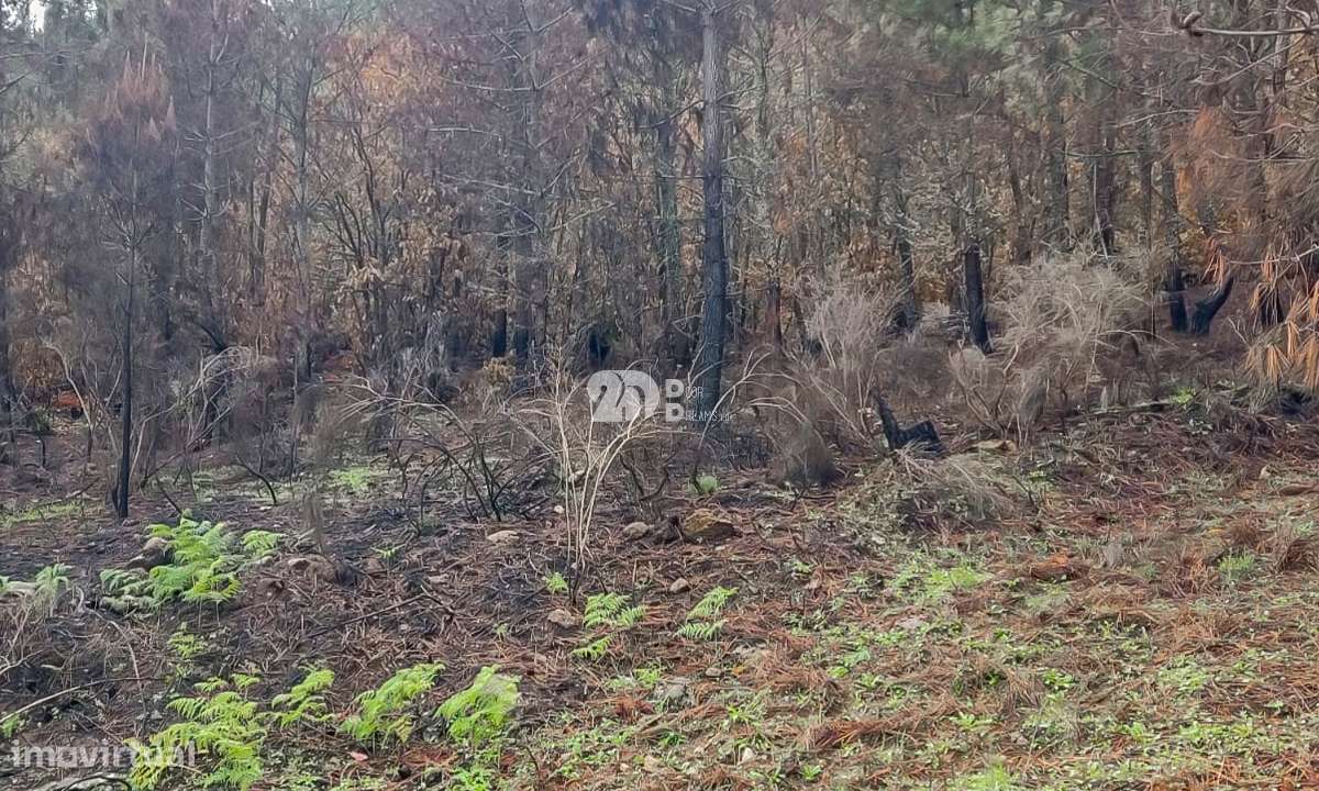 Terreno 7009m² - Távora - Grande imagem: 5/11
