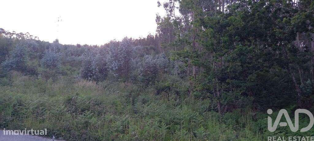 Terreno em Sande Vila Nova e Sande São Clemente - Grande imagem: 3/10