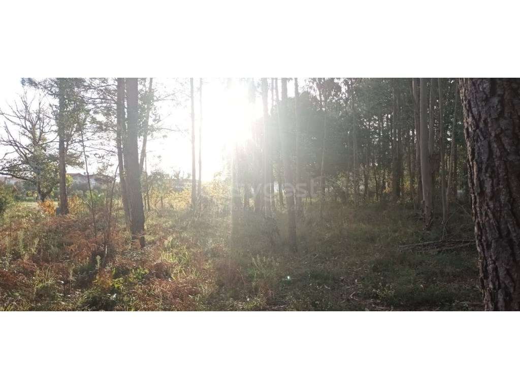 Terreno localizado em zona urbana com viabilidade para construção d... - Grande imagem: 5/18