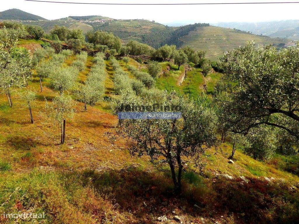 Ruína para restaurar em terreno de 3.500m2 com oliveiras. Portugal,... - Grande imagem: 5/9