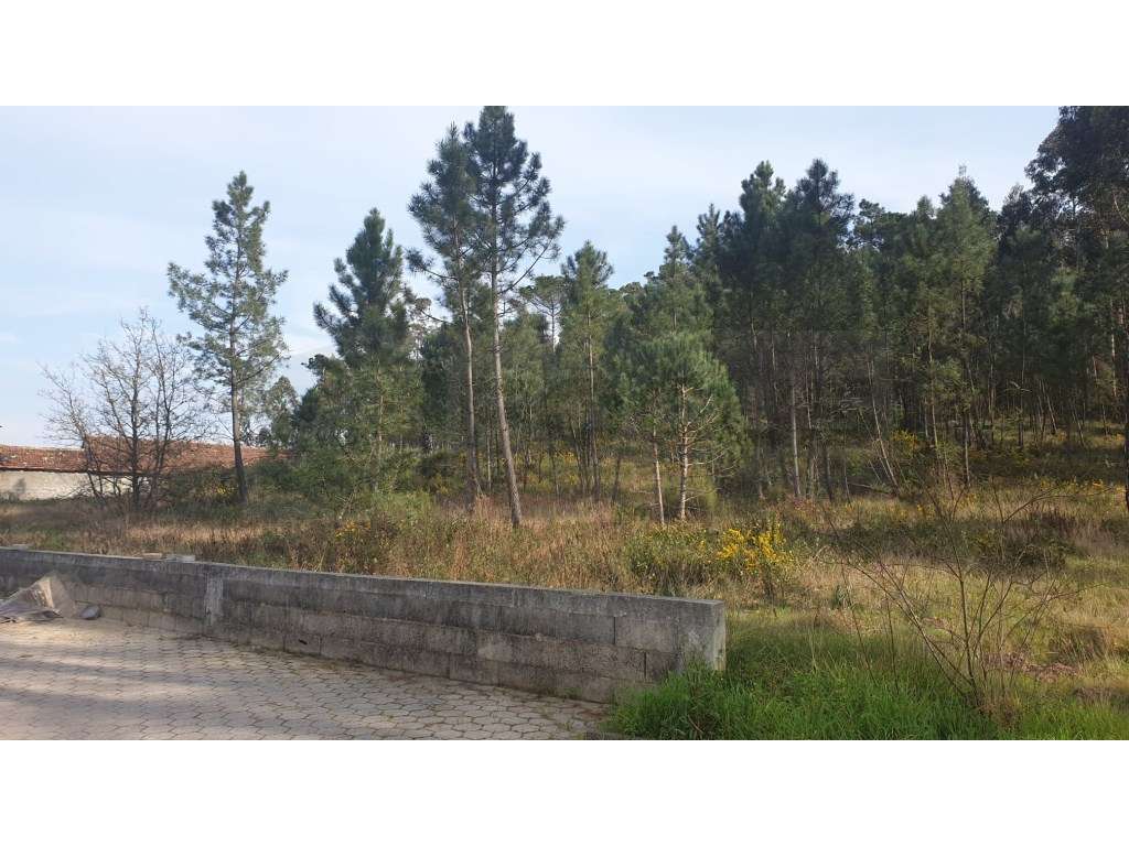 Espaçoso terreno para venda a 3 Km do centro de Oliveira do Bairro - Grande imagem: 3/21