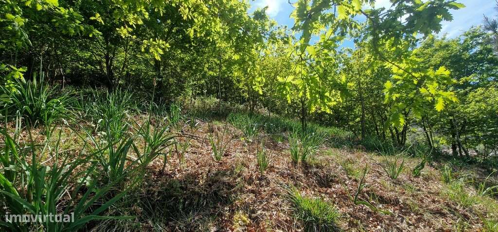 Terreno c/ projeto aprovado - Louredo-14