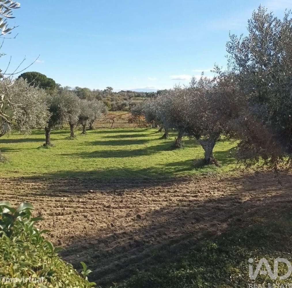 Quinta T5 em Castelo Branco - Grande imagem: 4/5