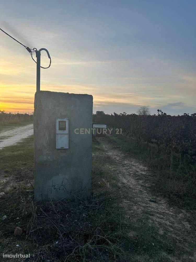 Terreno no Lau com vinhas certificadas - Grande imagem: 3/18