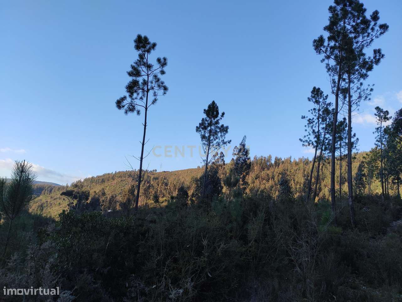 Terreno Florestal na Paradinha Arouca - Grande imagem: 3/4