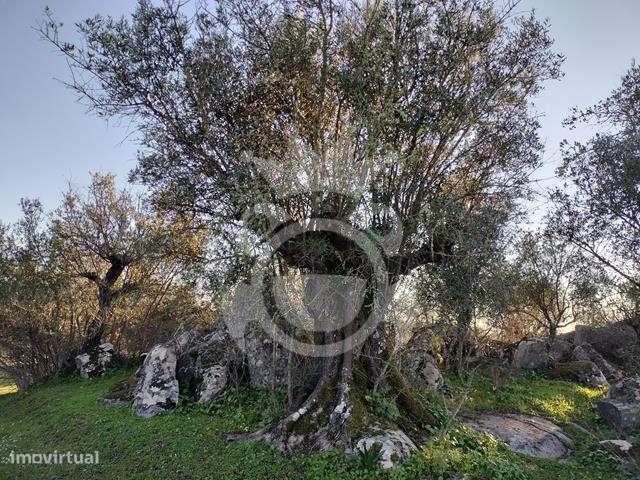 OLIVAL PARA VENDA EM CARRAPATELO - CORVAL-24