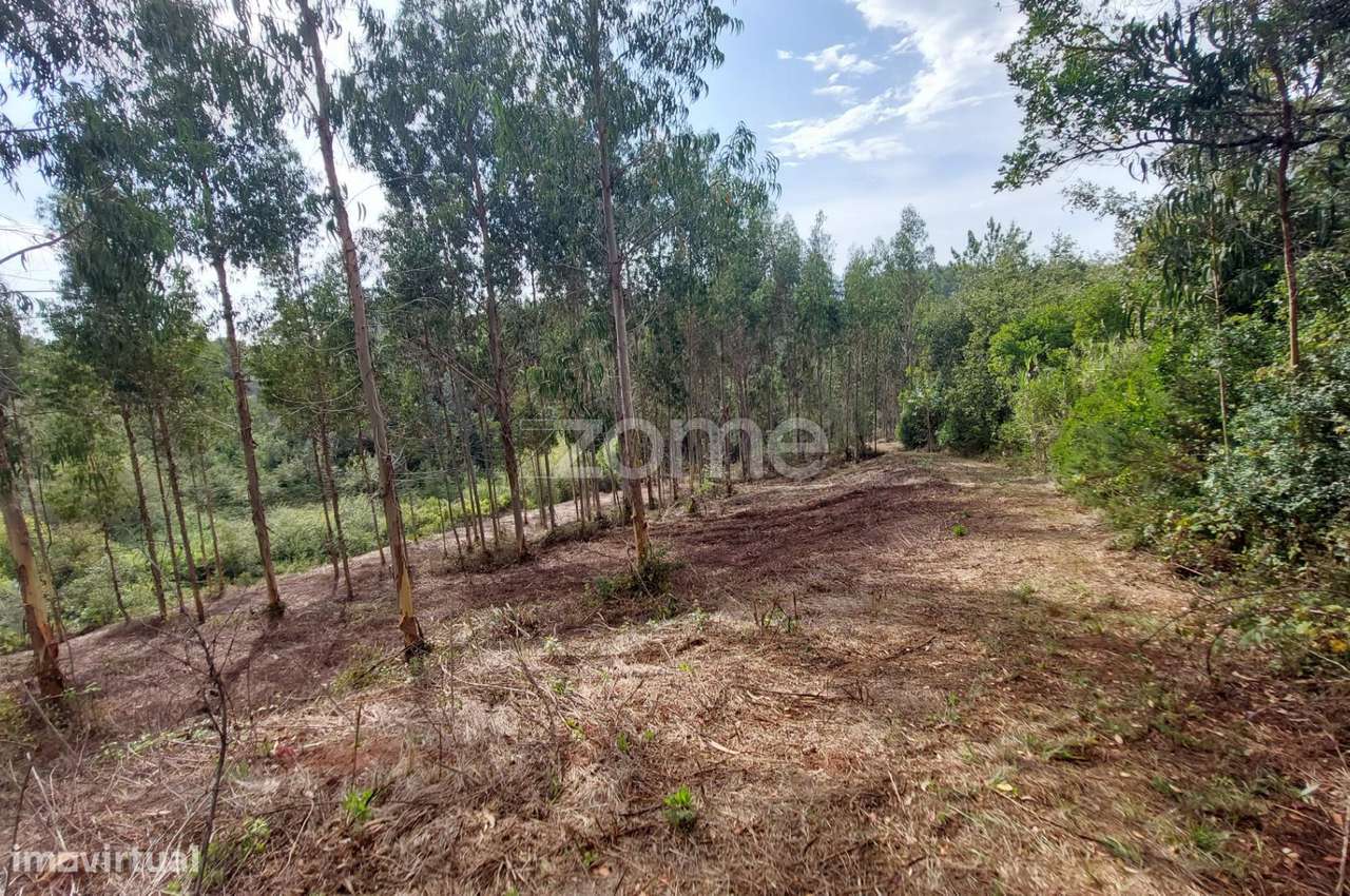 Terreno urbanizável com mais de 8500m2 nos Chãos, a 5 min. de Alcob... - Grande imagem: 4/24