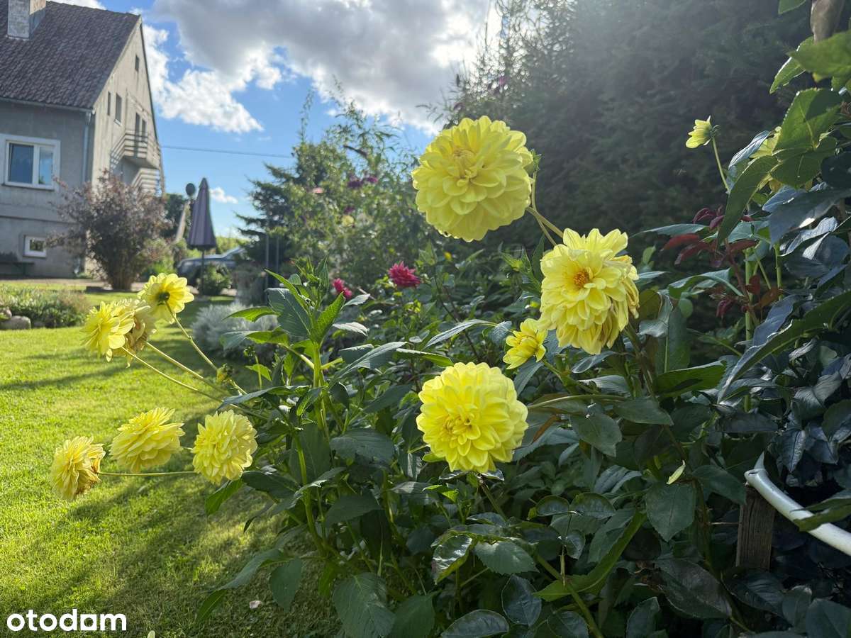 Dom na Mazurach Zachodnich - cisza i natura w Janikach Wielkich - Pełny obrazek: 3/18