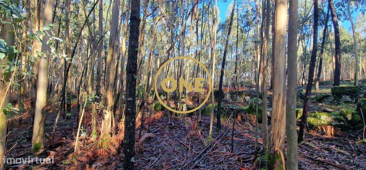 Fantástico Terreno Rústico de 7230m2 em Cabanas, Santo Tirso, Porto - Grande imagem: 4/9