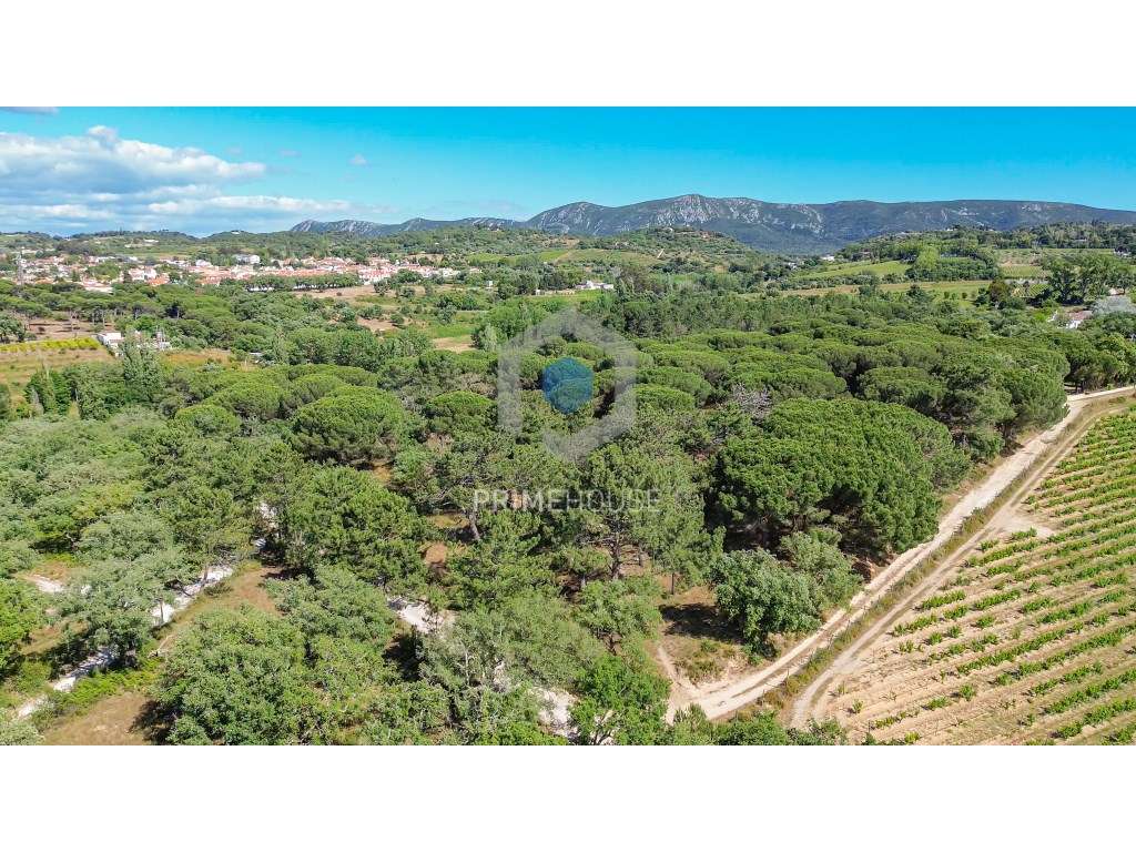 Terreno com 28 391 m2, situado nos Canais, Azeitão, entre o Parque ... - Grande imagem: 4/27