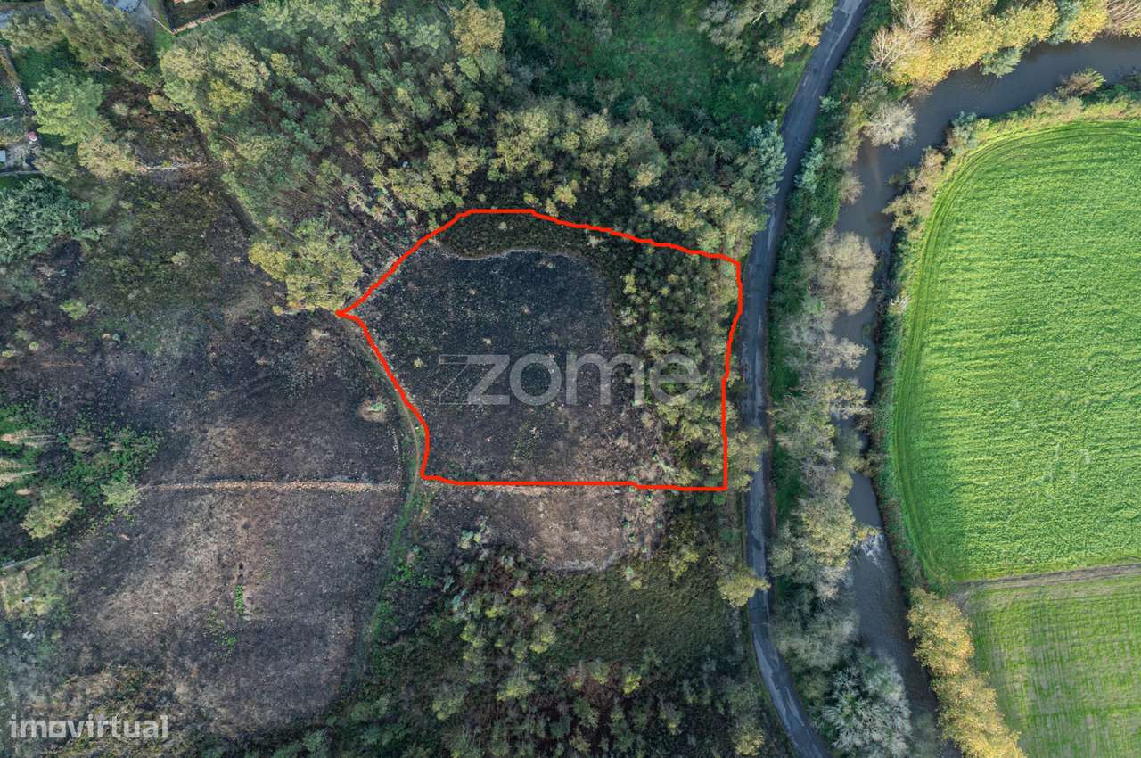 Terreno Florestal - Grande imagem: 3/16