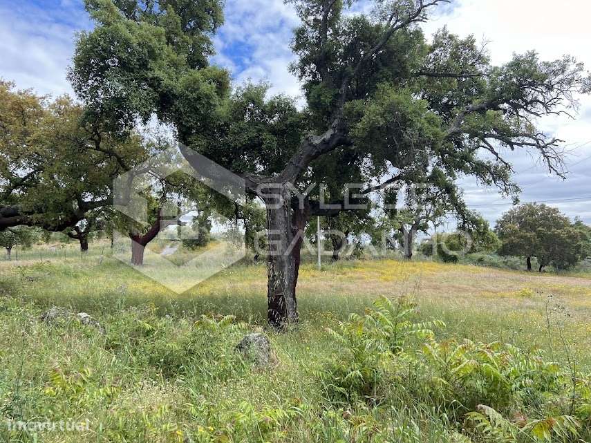 Terreno com casa agrícola para VENDA em São Miguel de Acha-14