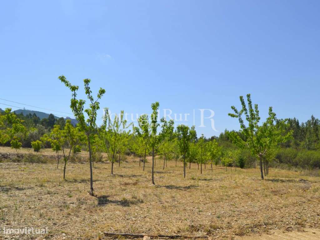 Horta para venda em Proença-a-Nova - Grande imagem: 5/15
