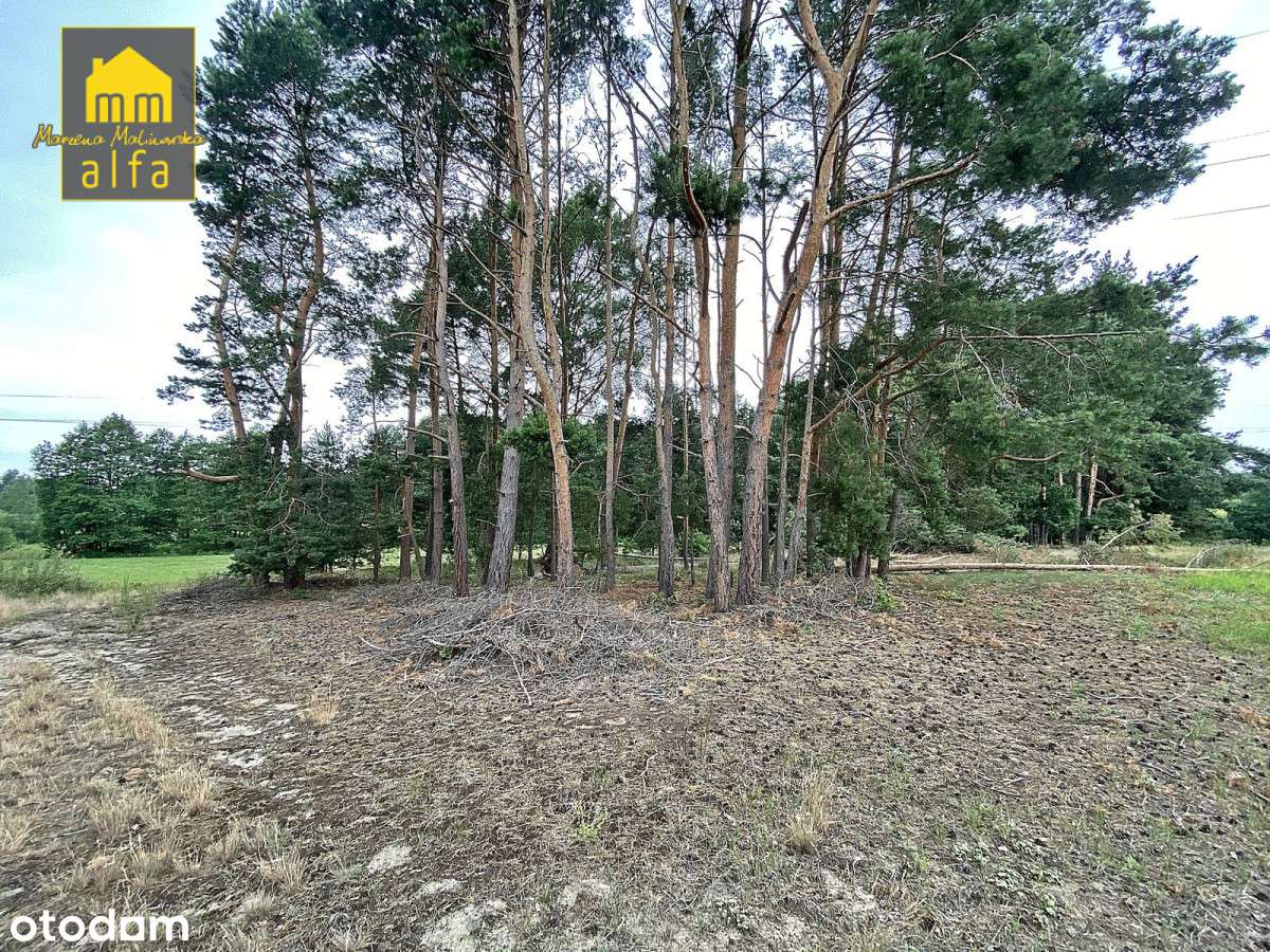 Działka z lasem, Biały Bór - Pełny obrazek: 5/6