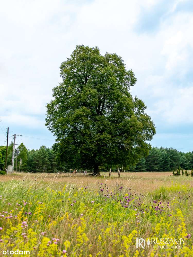 Bory Tucholskie - działki objęte Mpzp-11