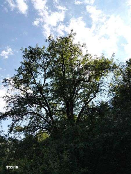 TREN SUPRAFATA 7,8 ha,zona idilica-APUSENI - Imagine principală: 4/8