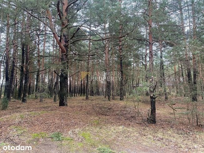 Zalesiona działka z Mpzp | zabudowa jednorodzinna