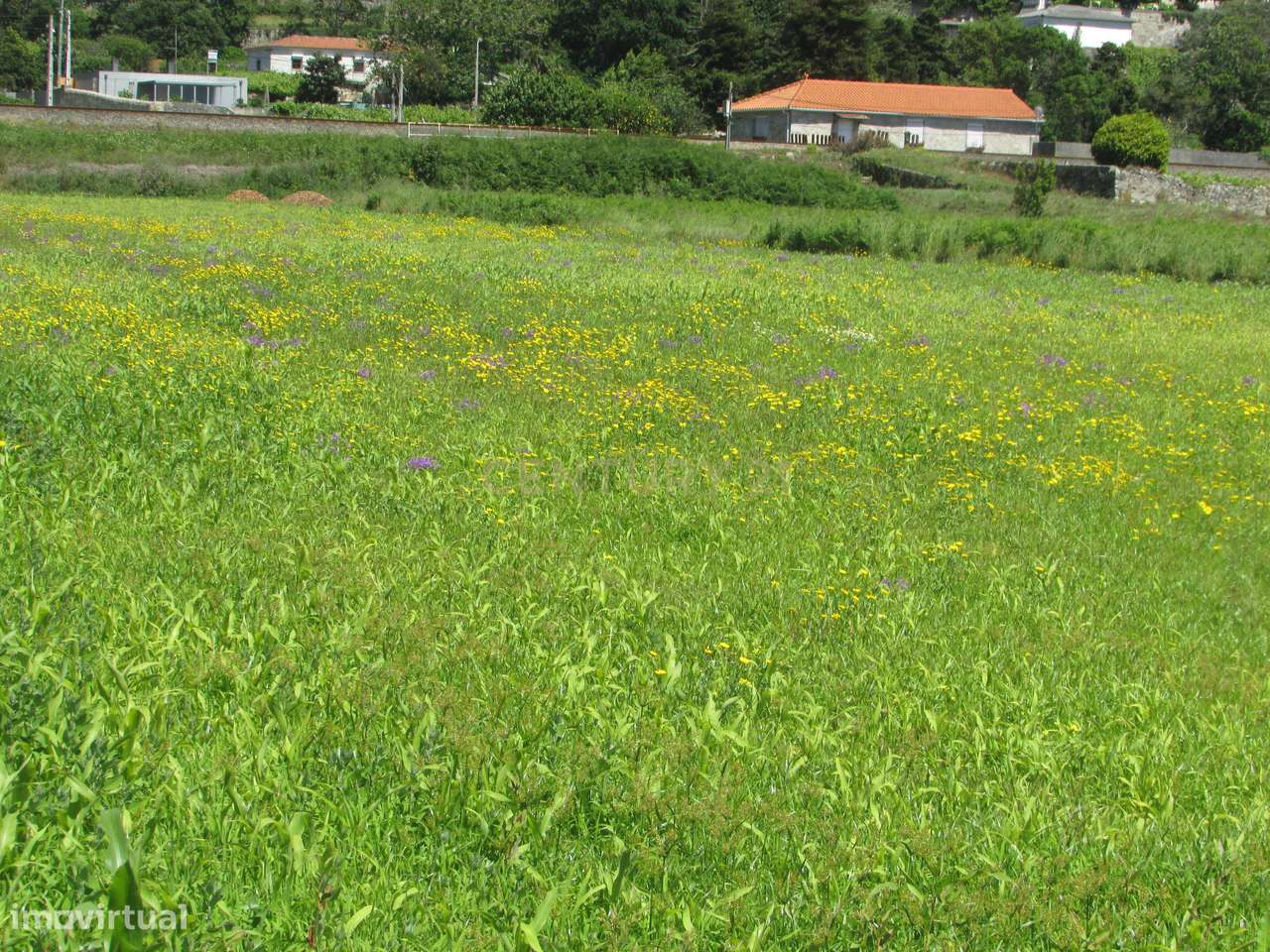Terreno em Carreço - Grande imagem: 5/7