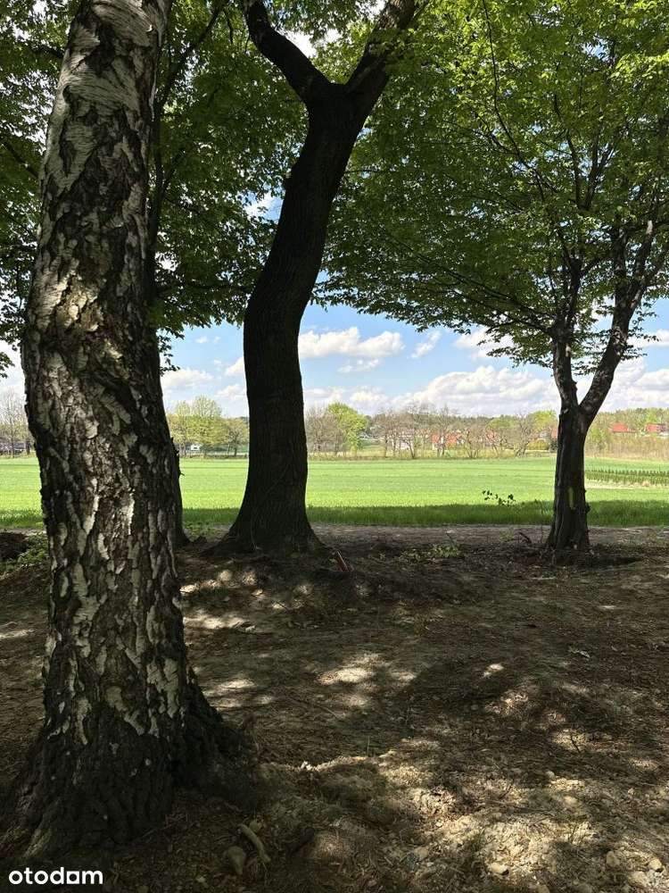 Działka z lasem - Mysłowice, ul. Graniczna-8